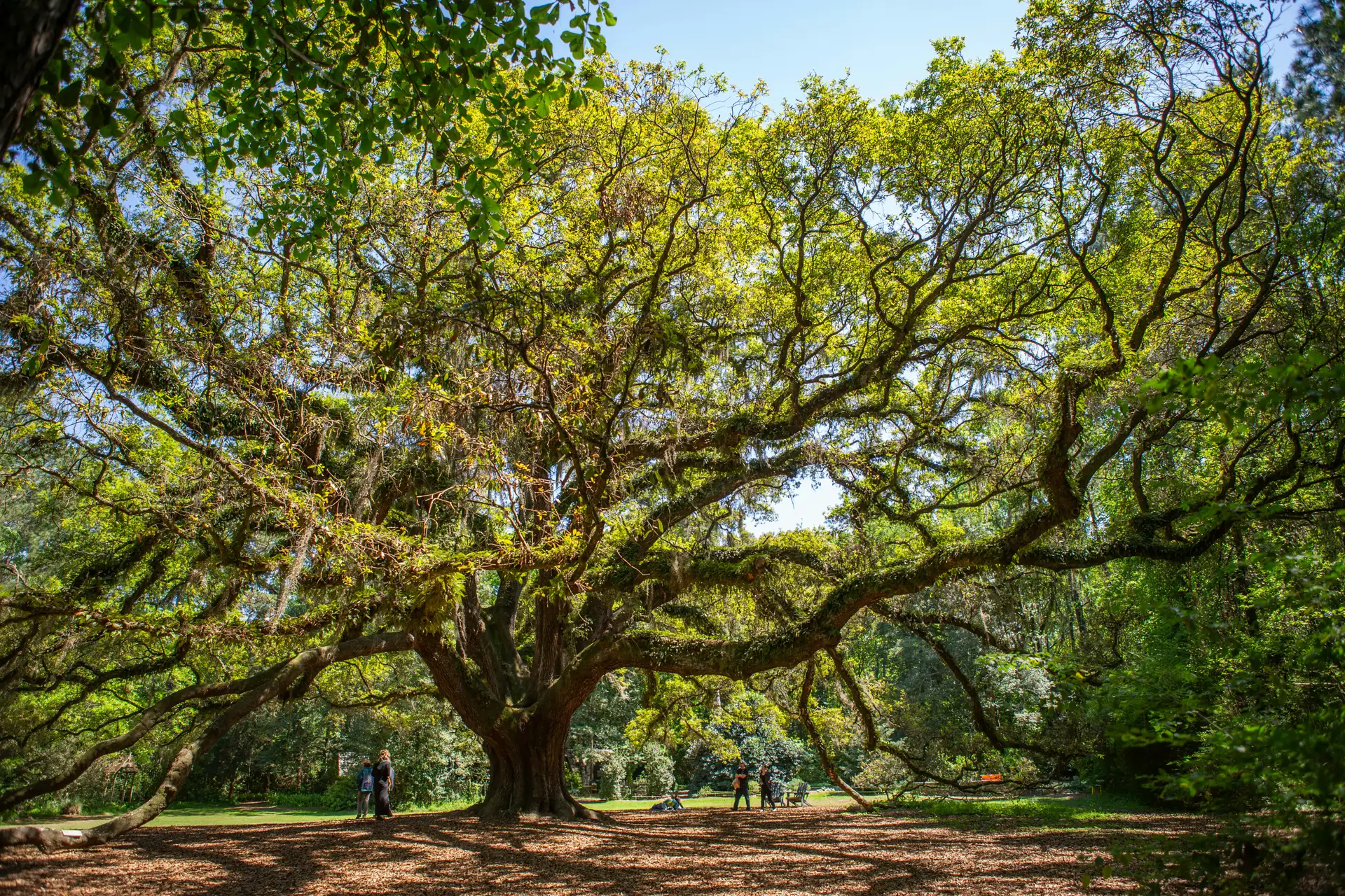 Tallahassee image