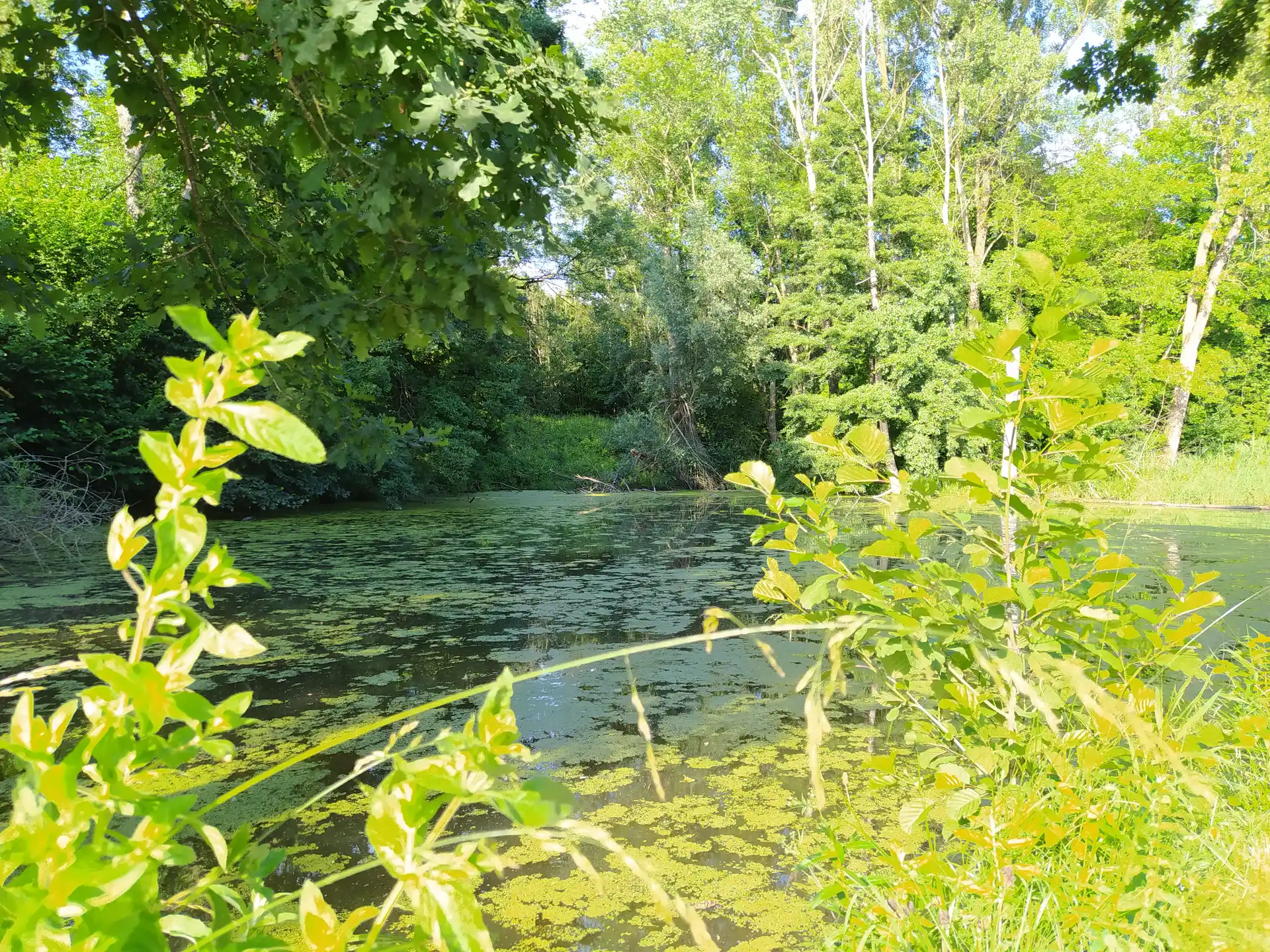 Abenteuer Donauauen – Entdecken, Beobachten, Mitmachen image 1