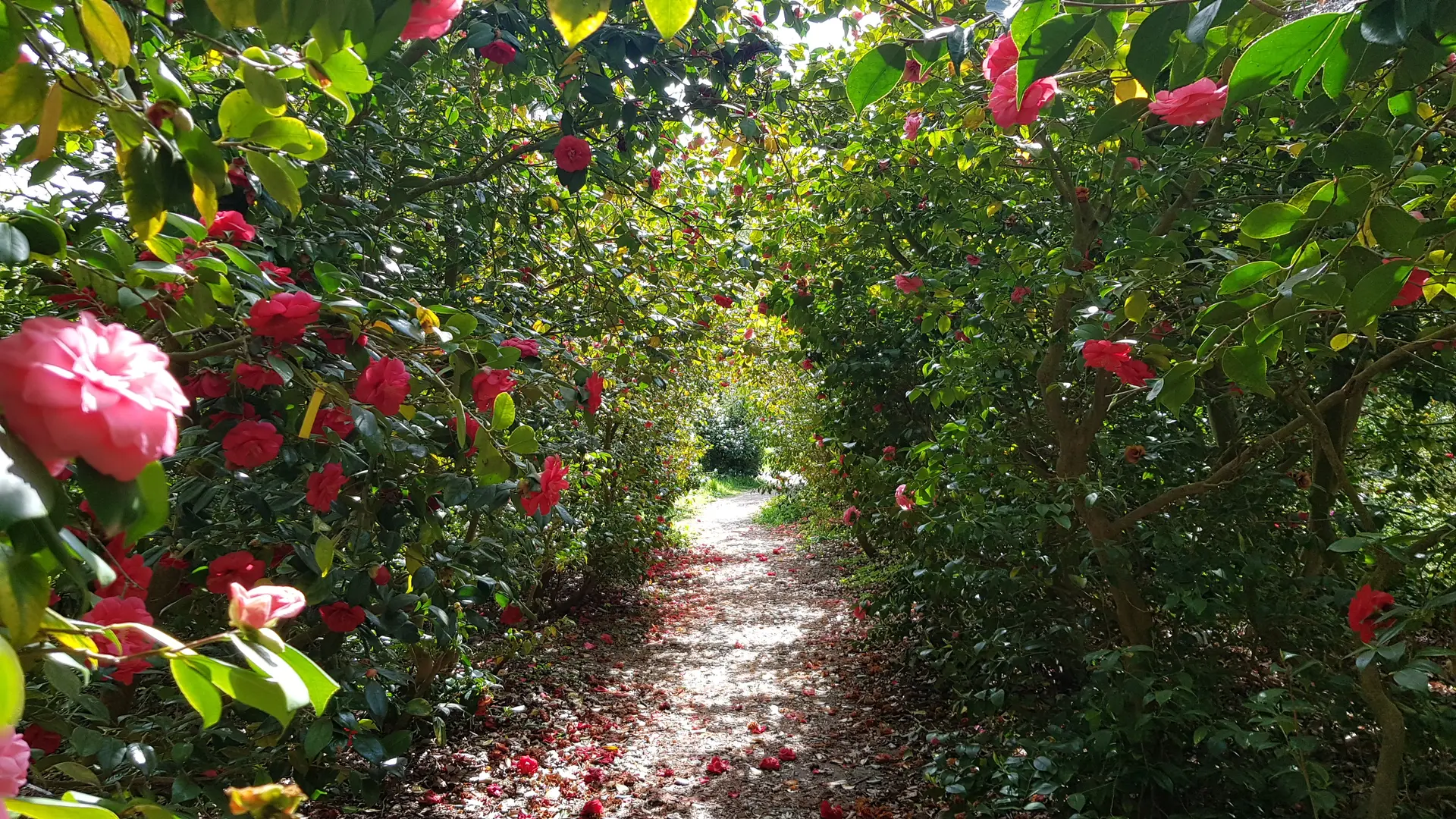 Beautiful Bushy ParkHunt London: The Missing Game