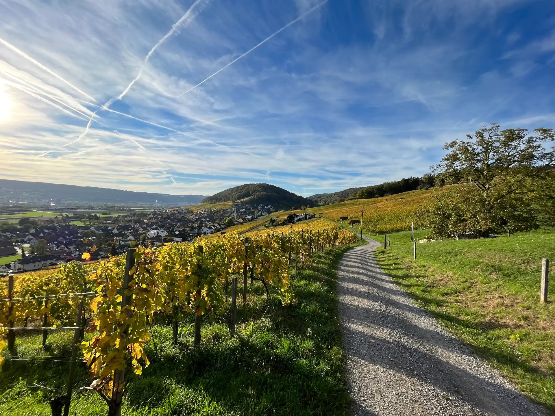 Wonderful view, vineyard walk and local products tasting, Weiningen image 1