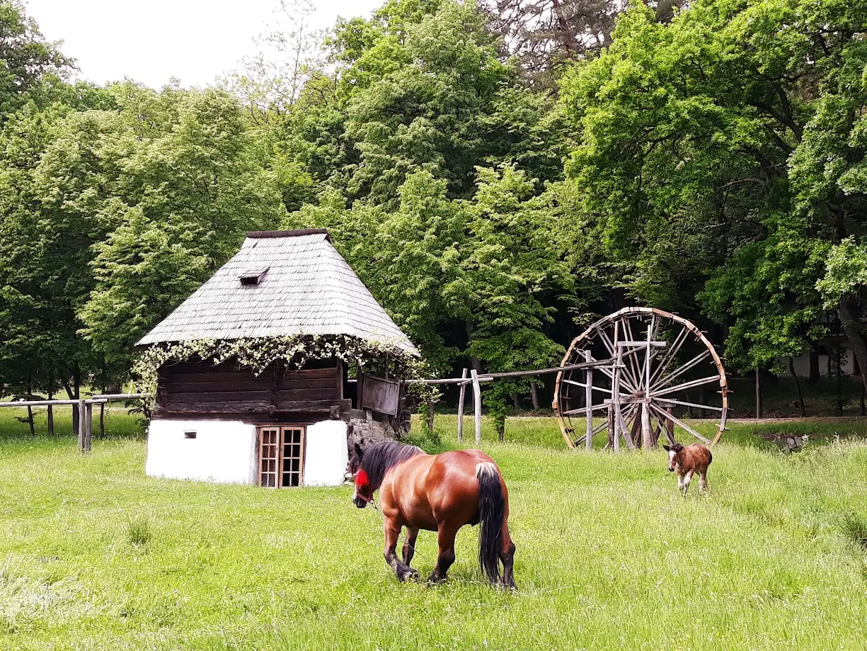 Country Life! At Astra Museum, Sibiu cover