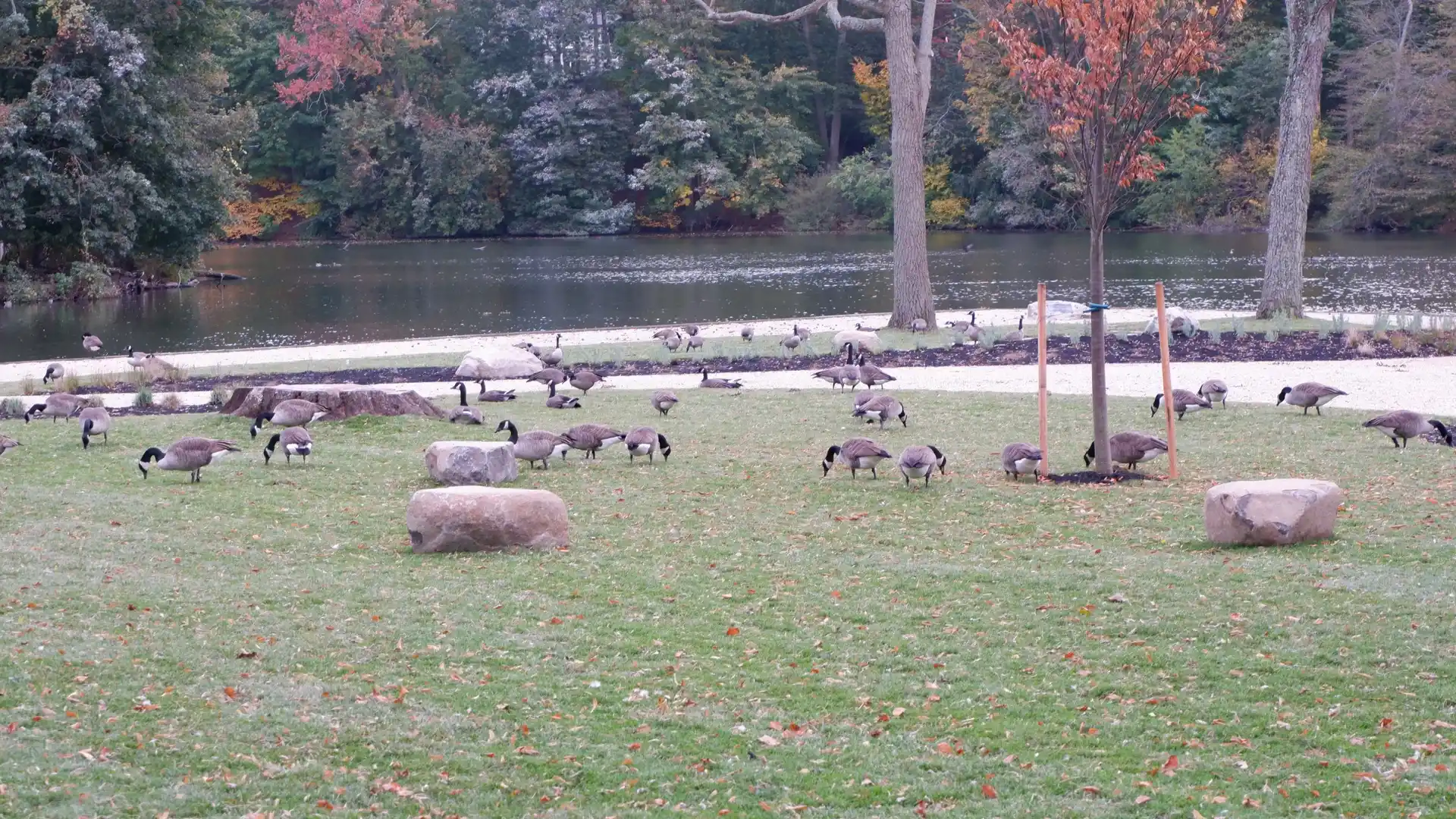 Match the Picture: A Stony Brook Trail image 1